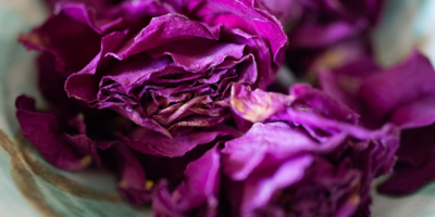 Blooming Together: The Growth of a Relationship